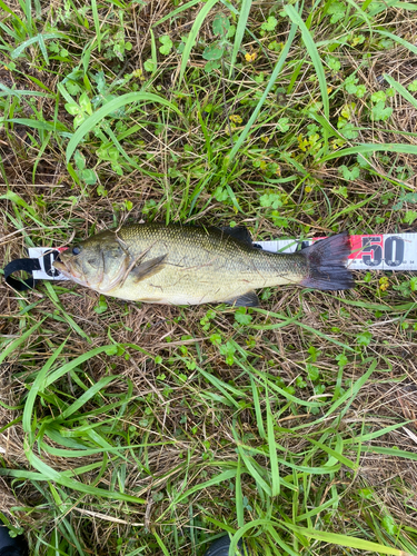 ブラックバスの釣果