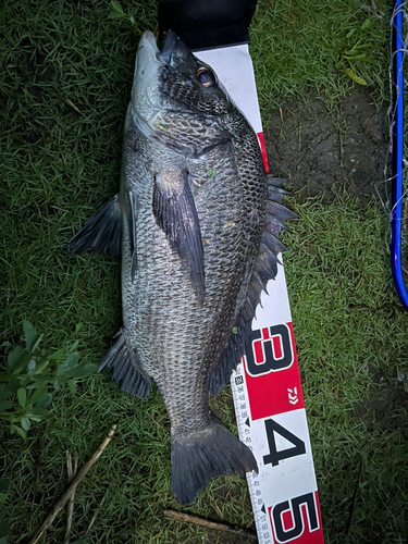 チヌの釣果