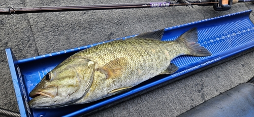 スモールマウスバスの釣果