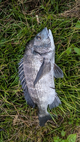 チヌの釣果