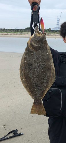 ヒラメの釣果