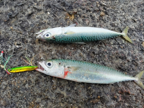 サバの釣果