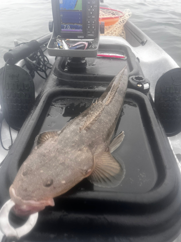 マゴチの釣果