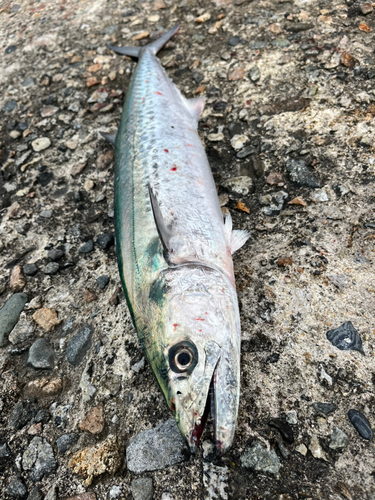 サゴシの釣果