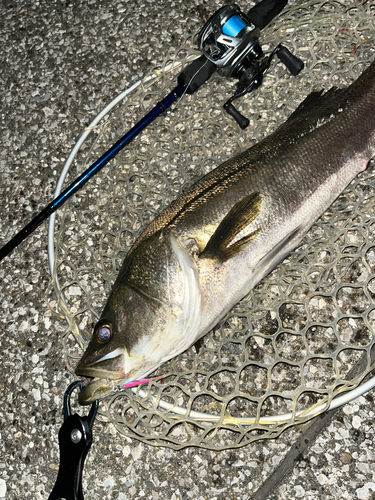 シーバスの釣果