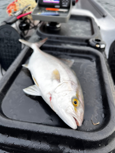 ショゴの釣果