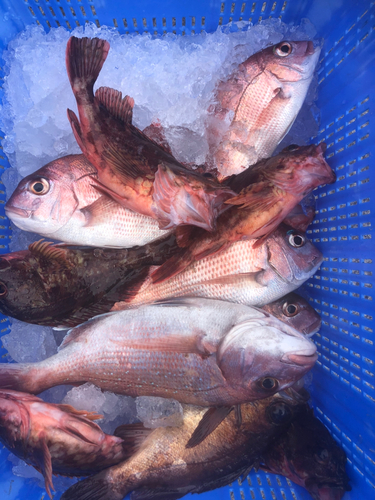 マダイの釣果