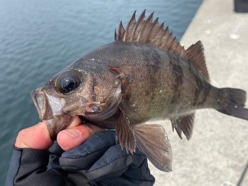 メバルの釣果