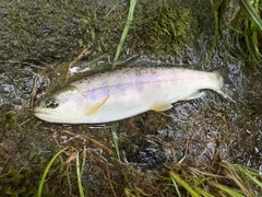 ヤマメの釣果