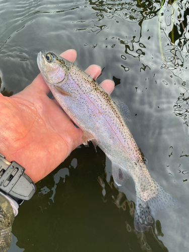 ニジマスの釣果