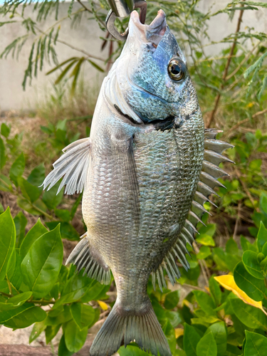 ミナミクロダイの釣果