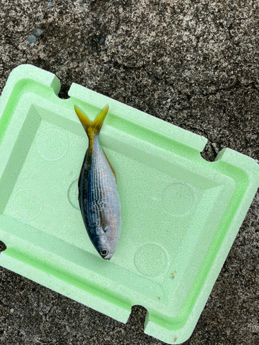 タカベの釣果