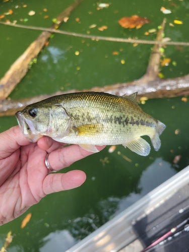 ラージマウスバスの釣果