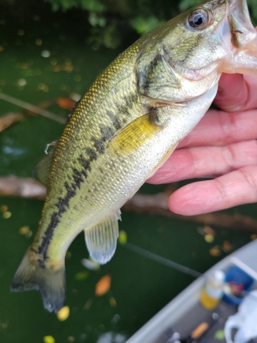 ラージマウスバスの釣果