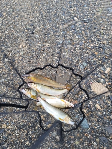 アユの釣果