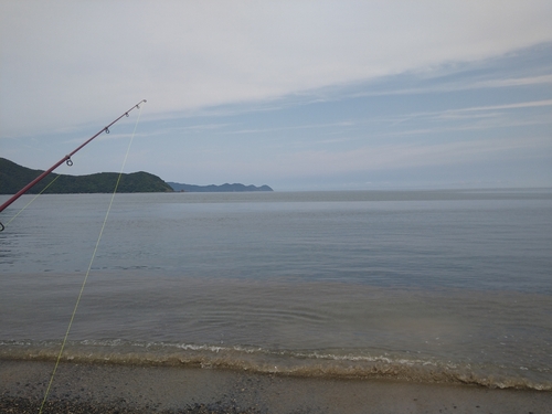 シロギスの釣果