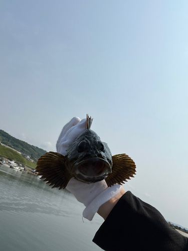 ソイの釣果