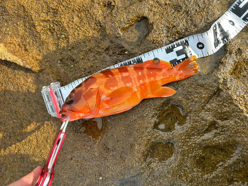 アカハタの釣果