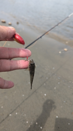 ハゼの釣果