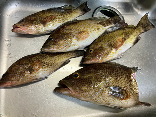 オオモンハタの釣果