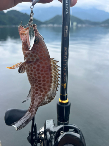 オオモンハタの釣果