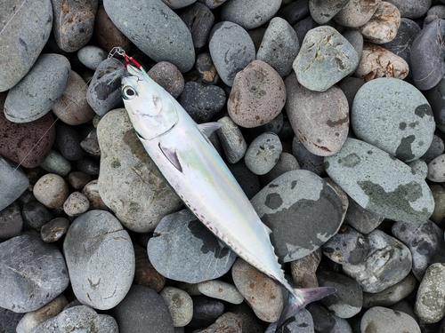 マルソウダの釣果