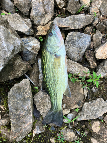 ブラックバスの釣果