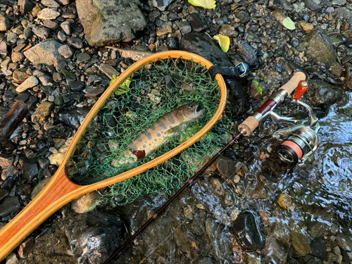 ヤマメの釣果