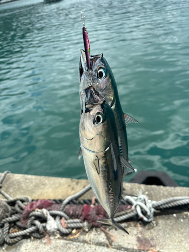 マルソウダの釣果