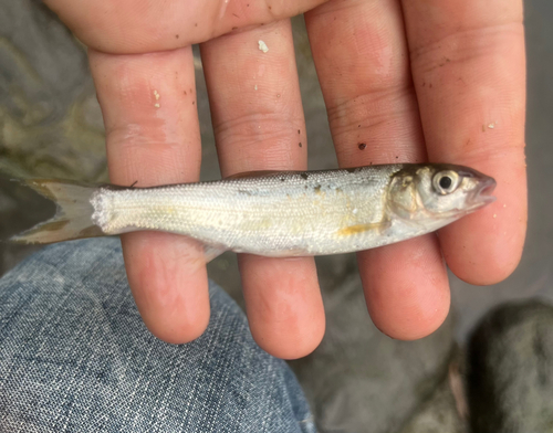 ウグイの釣果