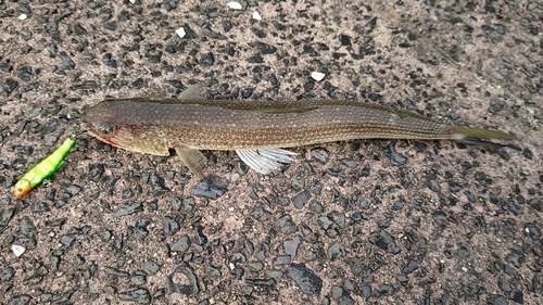 エソの釣果