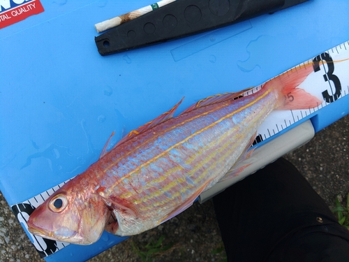 イトヨリダイの釣果