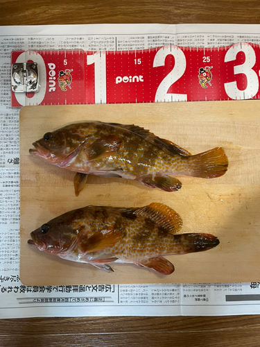 キジハタの釣果