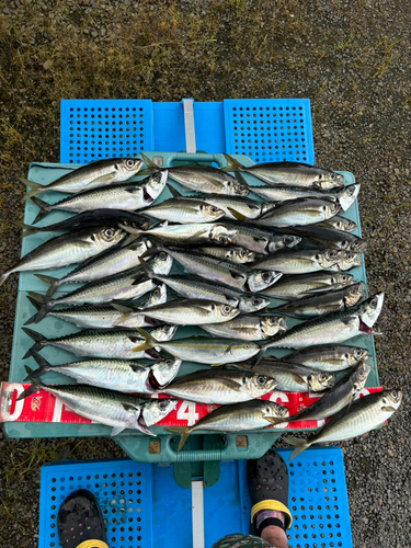 サバの釣果