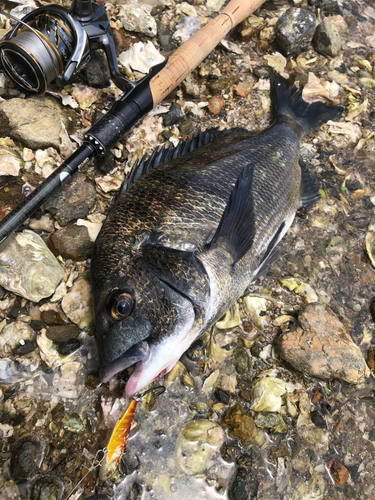 クロダイの釣果