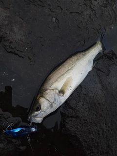 セイゴ（マルスズキ）の釣果