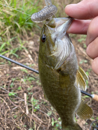 スモールマウスバスの釣果