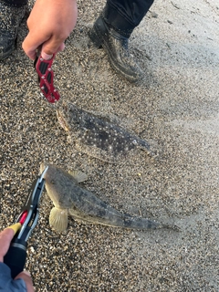 マゴチの釣果