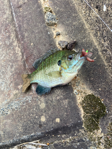 ブルーギルの釣果