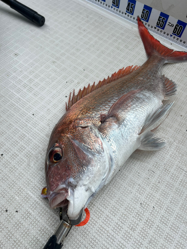 マダイの釣果