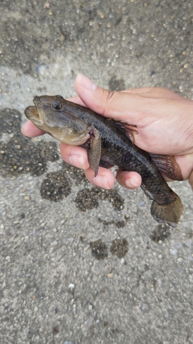 ウロハゼの釣果