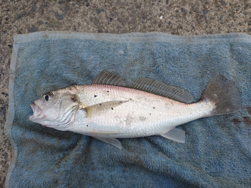 イシモチの釣果