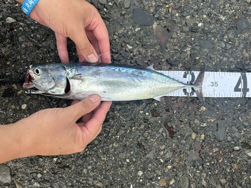 ソウダガツオの釣果