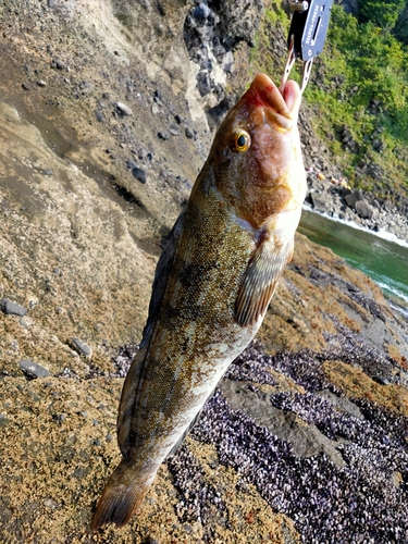 アブラコの釣果