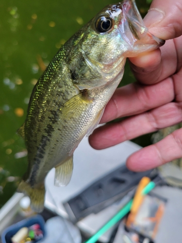 ラージマウスバスの釣果