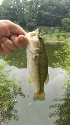 ラージマウスバスの釣果