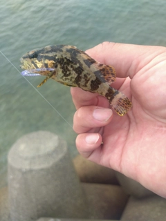 タケノコメバルの釣果