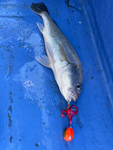 イシモチの釣果