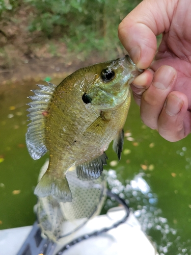 ブルーギルの釣果