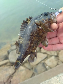 ムラソイの釣果